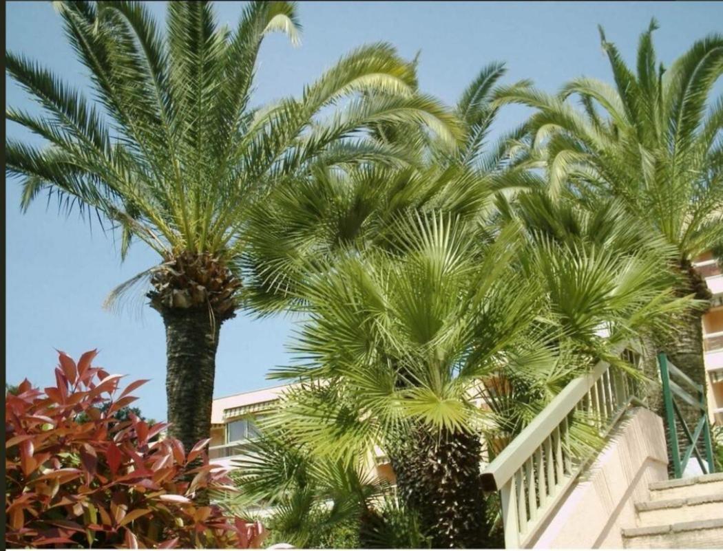 Appartement Angela Golfe-Juan Kültér fotó